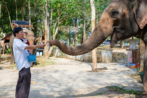 elephant